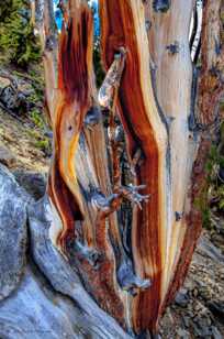 Bristlecone Pine-9099